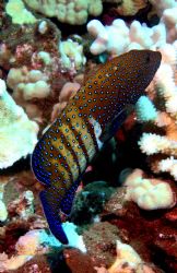 Maui Baby Peacock Grouper.
Colerful little guy.
Molokin... by Kevin Robert Panizza 